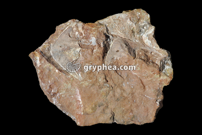 Poisson fossile (Stensiopelta pustulata, Dévonien) - gryphea.org